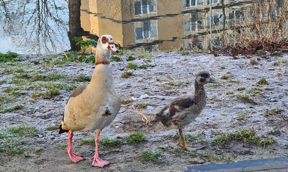 Dit winterkind gaat de lente wel halen

deschiedammeronline.nl/artikel/detail…

#nijlganzen #schiedam