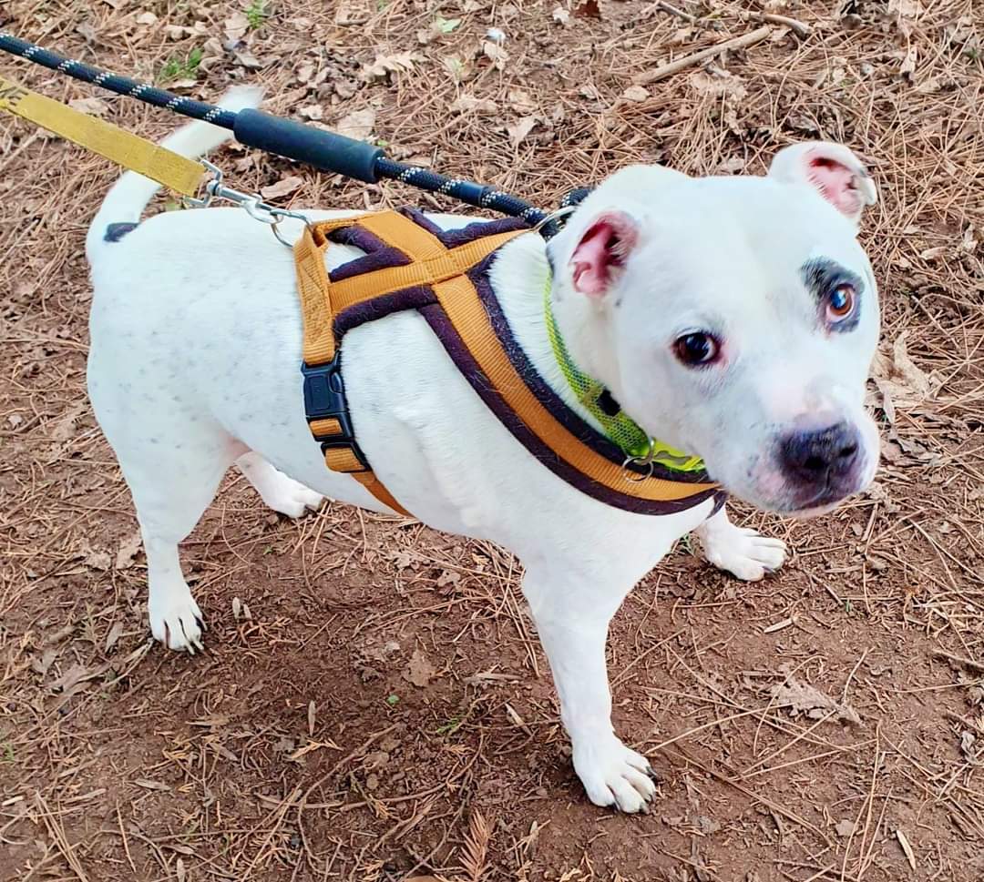 New boy Kyza ❤️ Just look at his little face 😍 If it doesn't melt your heart, I don't know what will 🤗
He's currently settling into kennel life and then we'll assess him ready for his new home, so stay tuned folks 😉 #seniorstaffy #TeamZay #AdoptDontShop #staffiesaturday