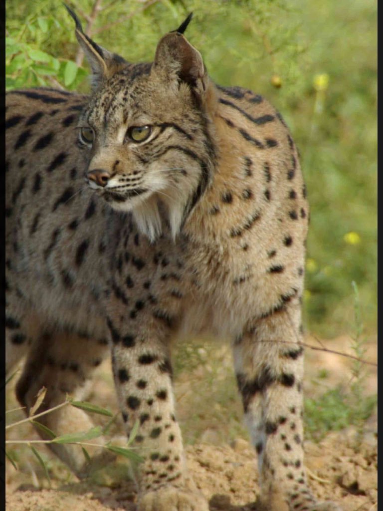 Robert Vallet tweet media