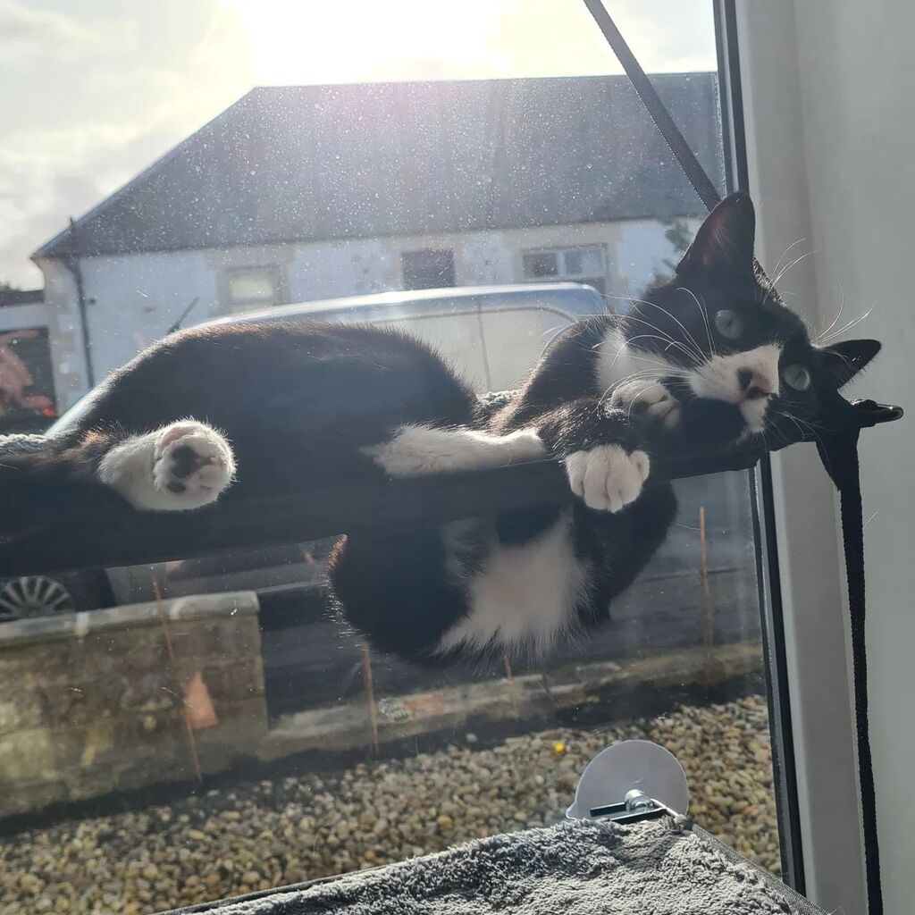 Smudge is using his new bed to learn how to be a snake! 🐍
#cat #caturday #catsofinstagram #cats #catlife #kitten #kittensofinstagram #kitty #chat #snakecat