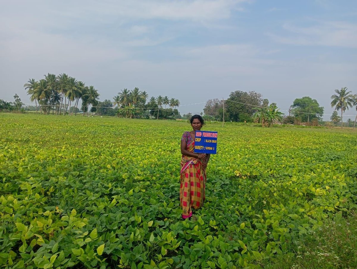 ecotechmssrf's tweet photo. Small farmers adapt to increasing intensity & frequency of seasonal drought by expanding the area under #stresstolerant legumes: #mothbean & #blackgram in rainfed cropping systems of the north-east agro-climatic zone, #TamilNadu.
#WorldPulsesDay #IIPR @ICRISAT @ICARDA @icarindia https://t.co/OvjqR4w1jv