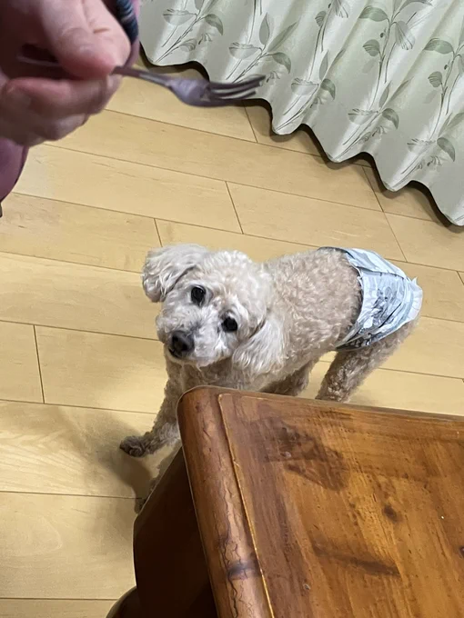 これはアプラノスのケーキ様と、それを狙って足元を旋回なされるおいぬさま 