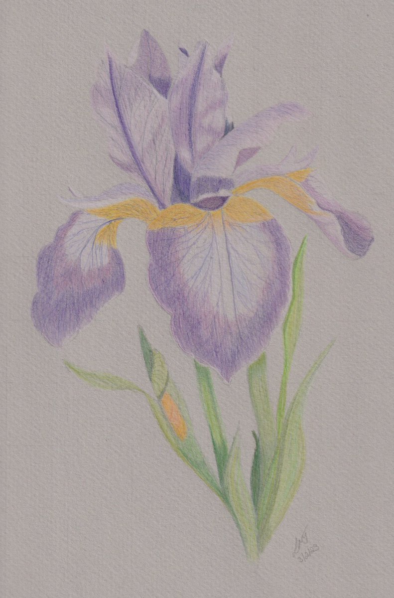 My latest Zoom art class sketch. Iris 'Mountain Lake' in Derwent Procolour and Faber-Castell Polychromos pencils on Murano paper. #art #sketching #drawing #nature #flowers #colouredpencilart #colouredpencilartist #ArtistOnTwitter