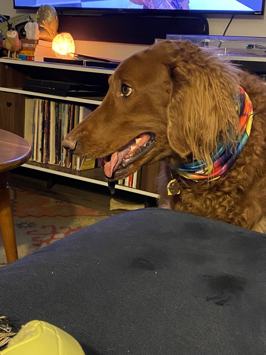 gingyelizabeth6's tweet photo. @GoldretrieverUS Escusame pawrents, did y’all say “weekend?!” -Apollo

#weekendsmiles #goldenretriever #livefortheweekend https://t.co/tc9ncWNN8w