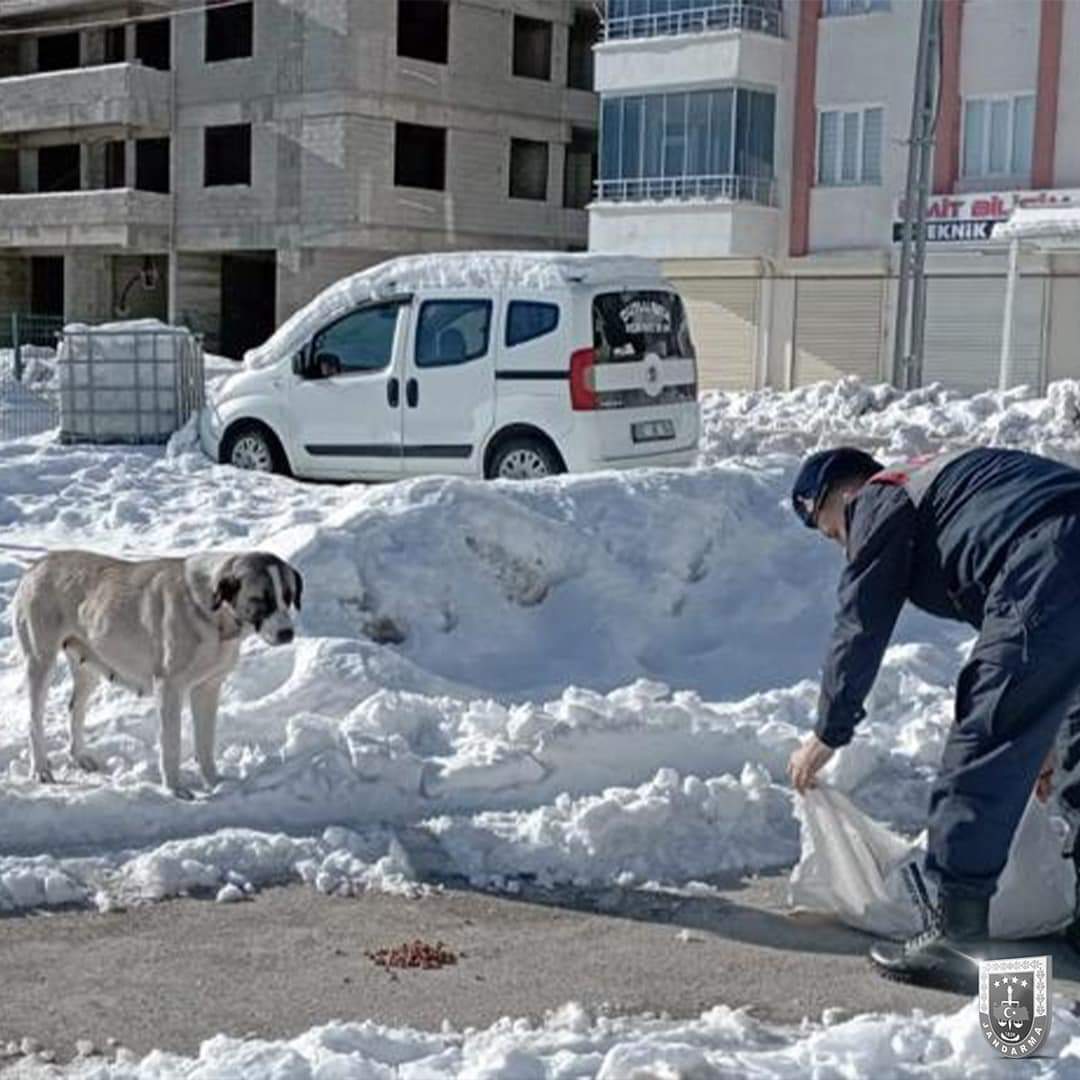 _JOHOzelharekat's tweet photo. Çevre, Doğa ve Hayvanları Koruma Timlerimiz deprem sonrası yiyecek bulmakta zorlanan dostlarımızı da unutmuyor.

Birlikte Güçlüyüz.
#HAYDİ 
#Jandarma
#Deprem
#earthquake
#Kahramanmaraş
#Adıyaman https://t.co/BKrCHn05E3