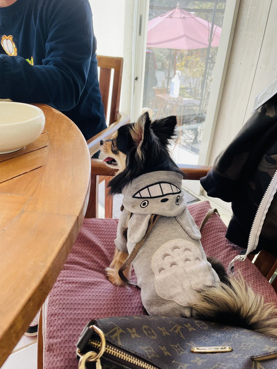mexx7533's tweet photo. チビ連れてランチ🐶🌿💗💗 https://t.co/o3xn7alvRp