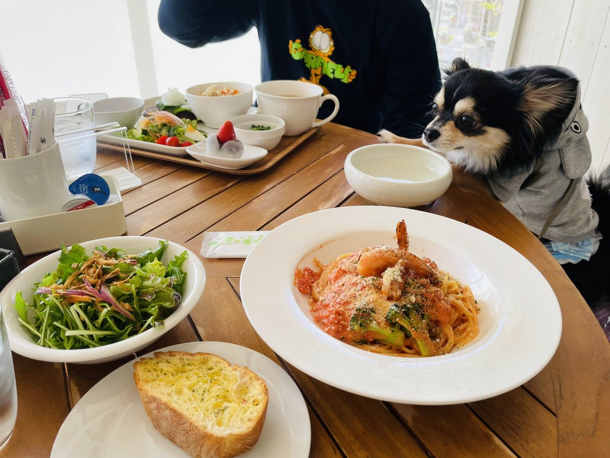 mexx7533's tweet photo. チビ連れてランチ🐶🌿💗💗 https://t.co/o3xn7alvRp