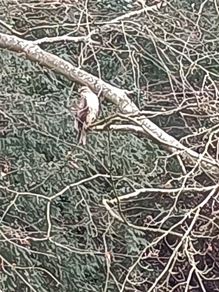 TimmyMallett's tweet photo. Along the canal Ash die back trees have been felled
This lovely bird revealed in the trunk
Opposite hidden on a branch is a bird of prey
Keep your eyes open!
#thecyclingartist #roundbritain https://t.co/Y8gDET0gmf