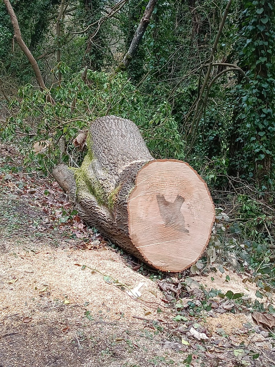 TimmyMallett's tweet photo. Along the canal Ash die back trees have been felled
This lovely bird revealed in the trunk
Opposite hidden on a branch is a bird of prey
Keep your eyes open!
#thecyclingartist #roundbritain https://t.co/Y8gDET0gmf
