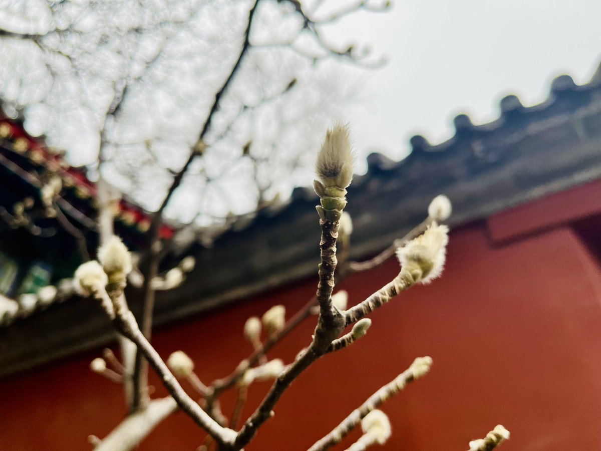 EasonZhangEason's tweet photo. 能生万物是春风｜Spring brings everything🌱🌱#Beijingcentralaxis #SpringinBeijing https://t.co/H8VXz5P7NO