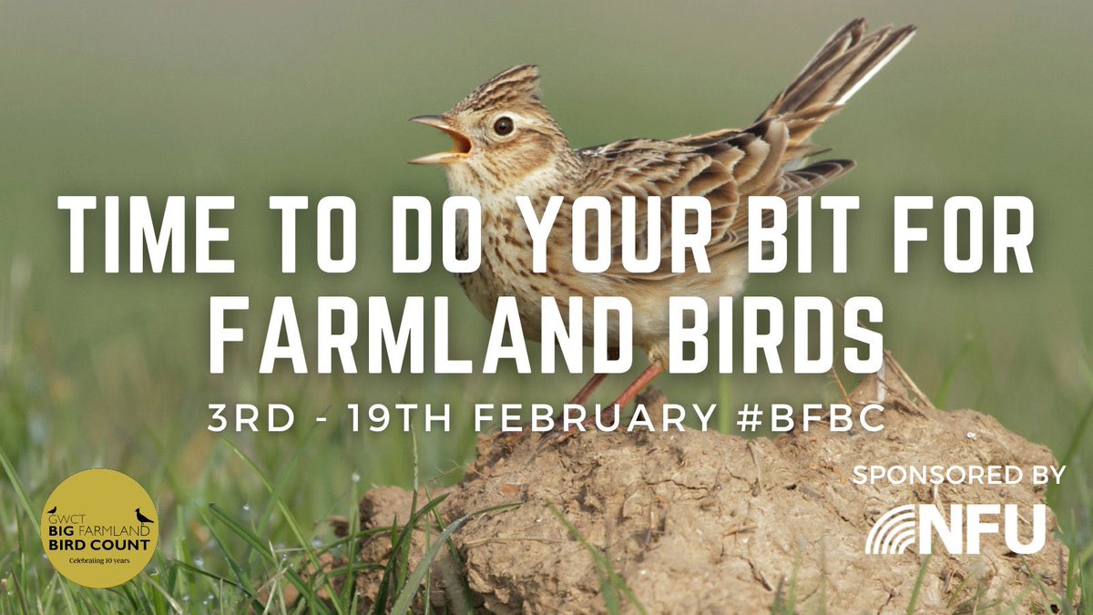 AllertonProject's tweet photo. It’s Big Farmland Bird Count fortnight! Spend 30 minutes getting to know the bird species on your farm, and maybe find something special!
Find out how to take part ⤵️
https://t.co/cq5VV6W4Qn https://t.co/nkjuEE1736
