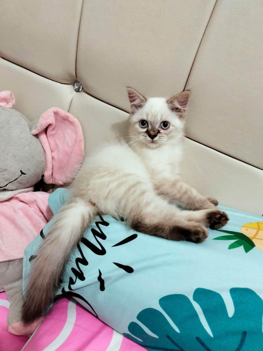 babookoceng's tweet image. Yg atas sold out. Ready yg ini yaa