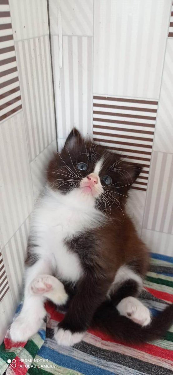 babookoceng's tweet image. Yg atas sold out. Ready yg ini yaa