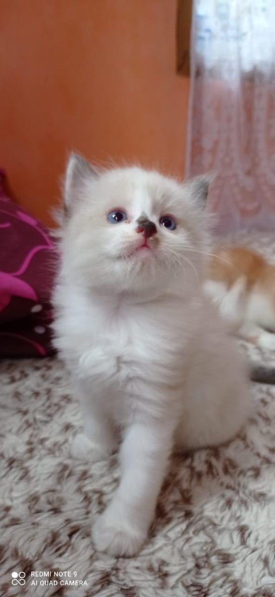 babookoceng's tweet image. Yg atas sold out. Ready yg ini yaa