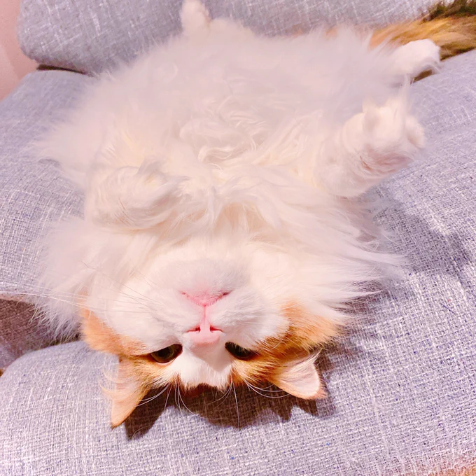 今日はあたたかいねฅ^•ω•^ฅ 
