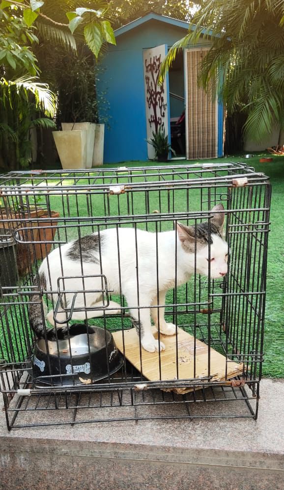 kawfoundation's tweet photo. Chichi has been healed and released!

Chichi was brought to our shelter a week ago, Chichi was put on a 5 day treatment for a congestion, Chichi made a speedy recovery and was released last afternoon.

Stay safe Chichi, we love you!

Full post:
https://t.co/u0bu4725kS
#FYP #Cat https://t.co/0qj8QJ21O6