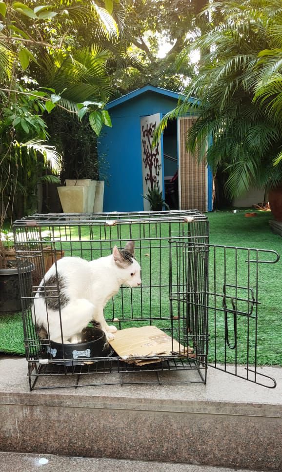 kawfoundation's tweet photo. Chichi has been healed and released!

Chichi was brought to our shelter a week ago, Chichi was put on a 5 day treatment for a congestion, Chichi made a speedy recovery and was released last afternoon.

Stay safe Chichi, we love you!

Full post:
https://t.co/u0bu4725kS
#FYP #Cat https://t.co/0qj8QJ21O6