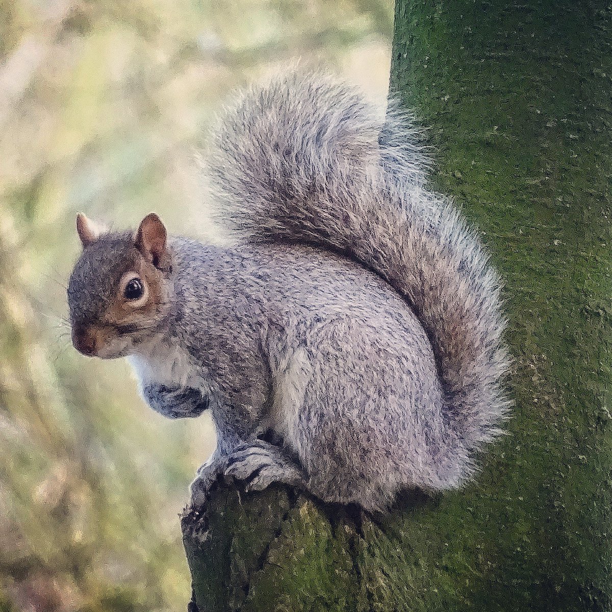 Poser 😁🐿️❤️ #squirrel #greysquirrel #woodlandcreatures #woodland #woodlandwalk #woods #animals #wildlife #nature #yorkshirewolds #eastriding #lovewhereyoulive