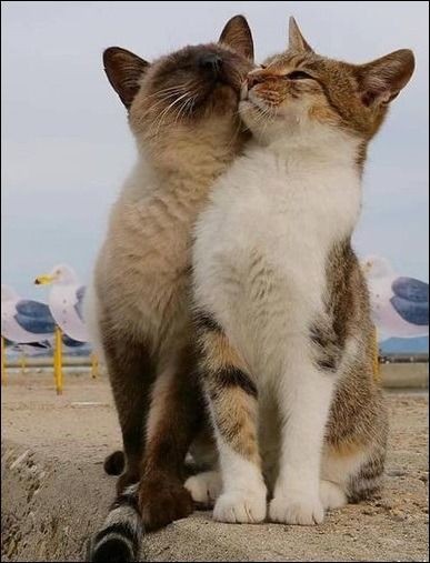 Metanoia100's tweet photo. Feeling Groovy 🤣❤️🌈

Happy #caturday https://t.co/uXLZIJphxU