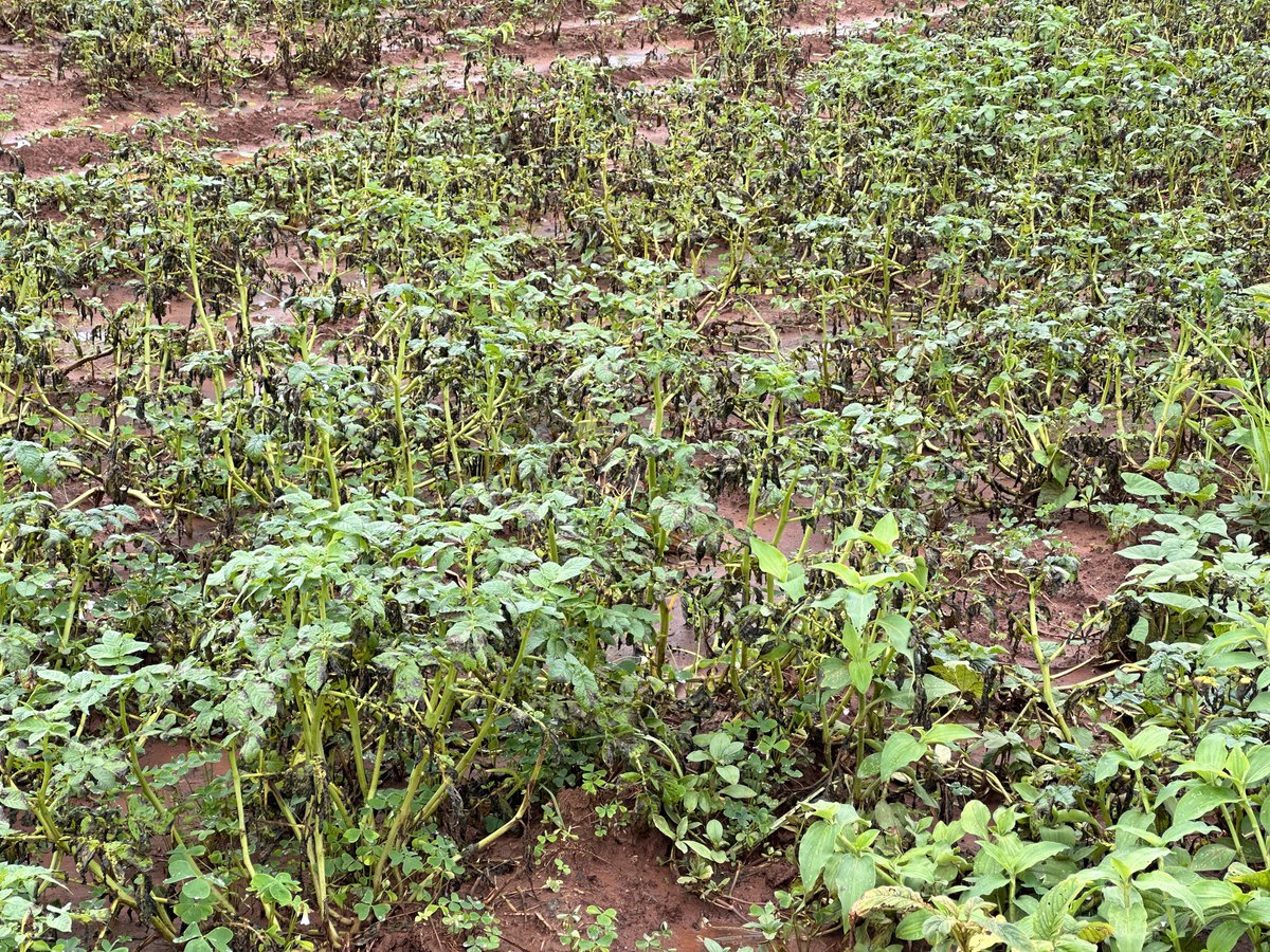 Mr. Maponga tweet media