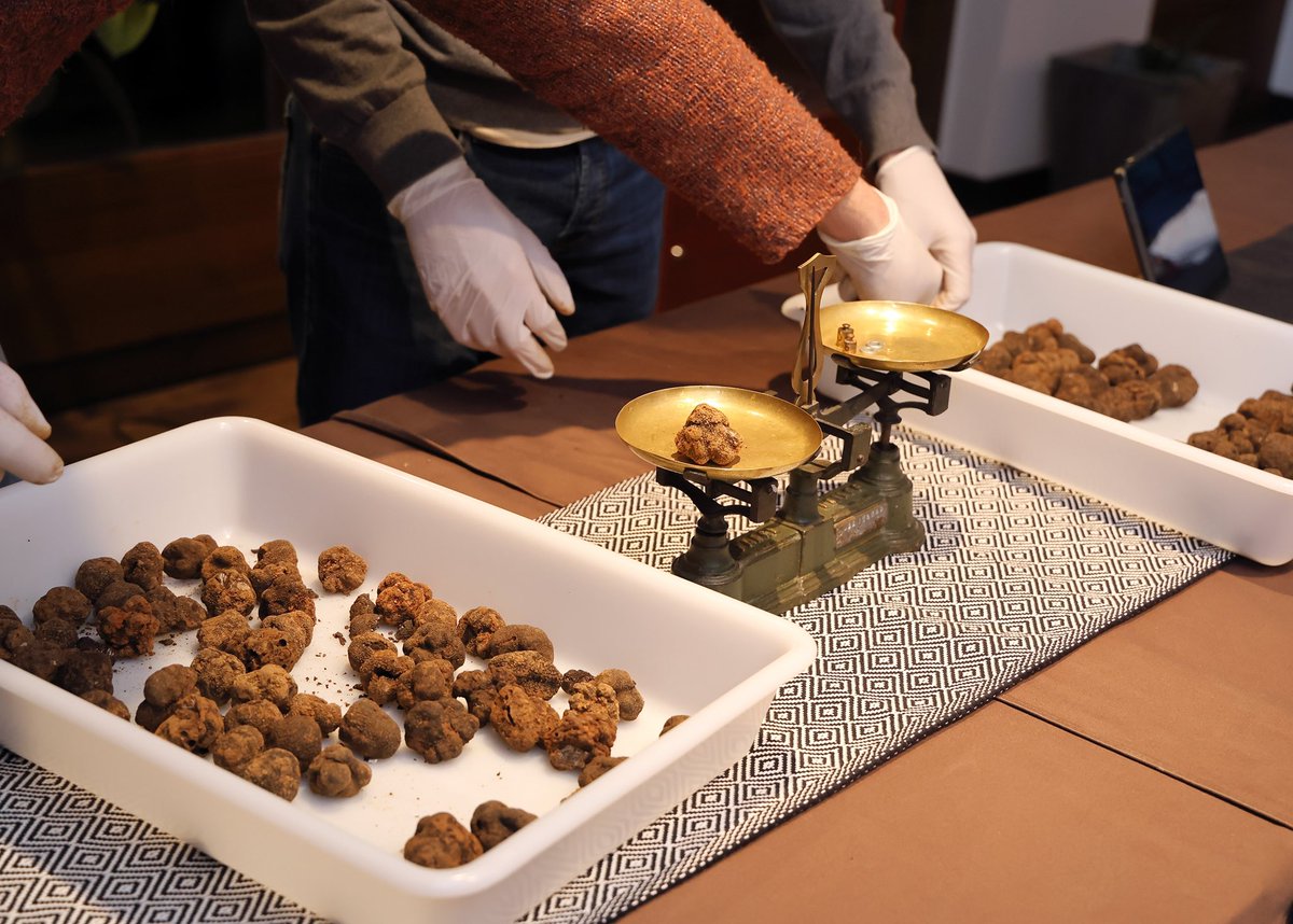 truzarfa's tweet photo. Selección de la trufa negra para el IV concurso nacional de caza de trufa que hoy comienza en Orcajo, comarca de Daroca. El concurso más importante y multitudinario de España.

@Laumont_ @turismodaroca @CITAAragon 

Fotos: @gabi_orte 

#tubermelanosporum #comarcadaroca https://t.co/9Ta7eSMApT