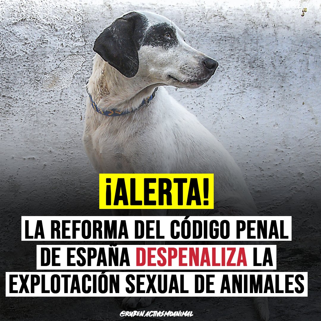 ⚠️ ALERTA ⚠️

La reforma del CP, tal y como queda redactada, requiere acreditar lesiones, lo que de facto deja impunes casos donde sean difícilmente acreditables.

⚖️La <a href="/ffw_es/">Fundación Franz Weber</a> trabajará con los grupos del <a href="/Senadoesp/">Senado de España</a> para corregir este devastador retroceso.