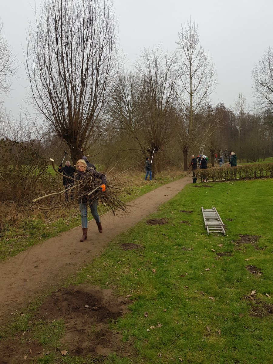 Het is al vroeg een drukte van belang aan de Anna Paulownalaan in Aalst. Samen met de natuurwerkgroep van het IVN is buurtvereniging Malando druk met het knotten van 25 wilgen. Sommigen zagen voor het eerst: ,,Han, je moet wel eerst het plastic van de zaag afhalen,"