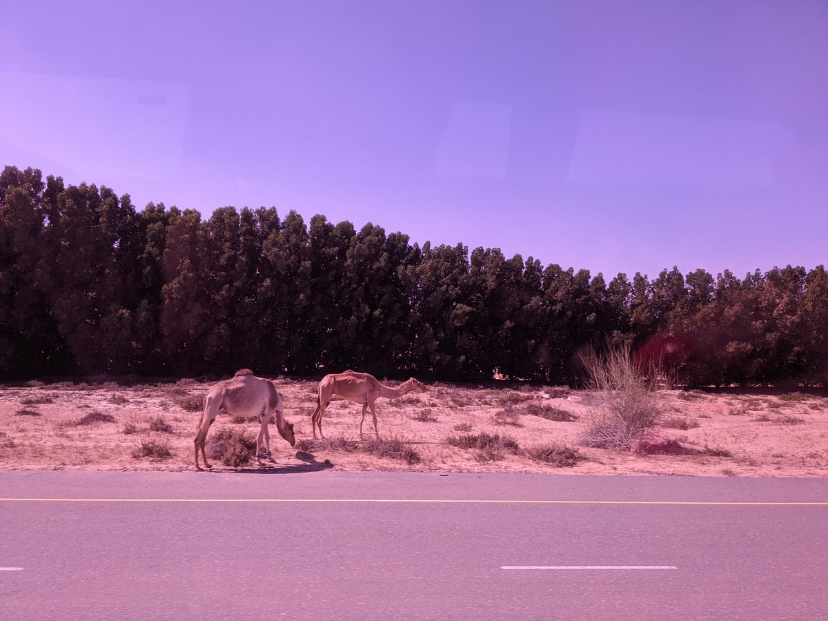 We arrived safely in Dubai and are about to start our first training session. #netballtour #SGAconnected