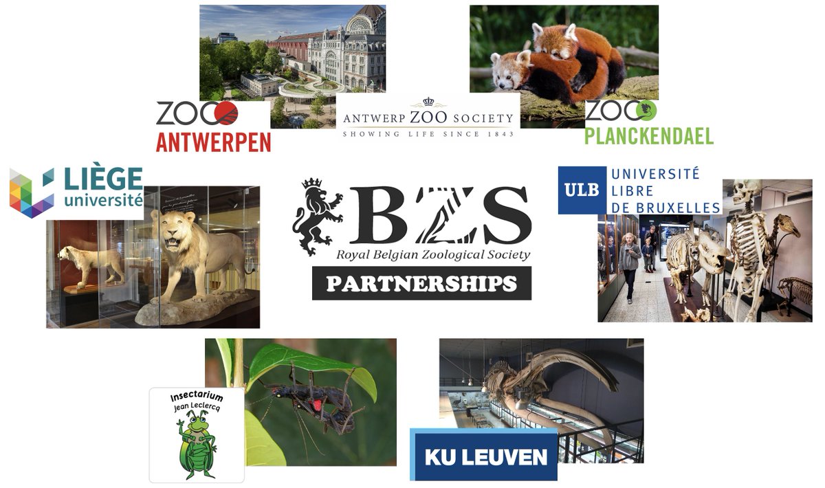 Did you know that RBZS has partnerships with various institutions? 🤝 Free entry to the Antwerp zoo and Planckendael park, as well as to the zoology museums of ULiege, ULB and KULeuven! 50% discount for the Hexapoda entomology museum in Waremme! 🦋🦒🦓🦕🐚🪸