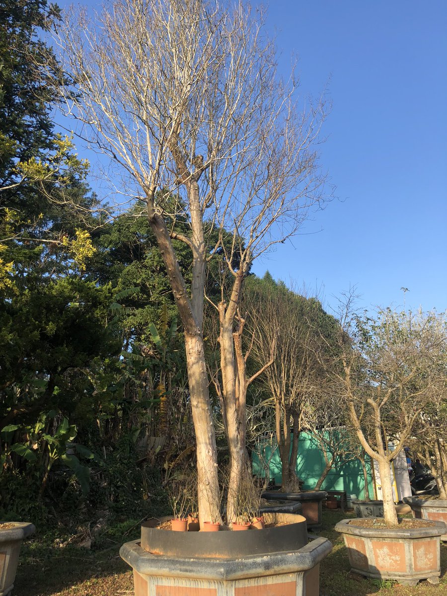 kiú-kiûng-èr 
kiú-kiong-á