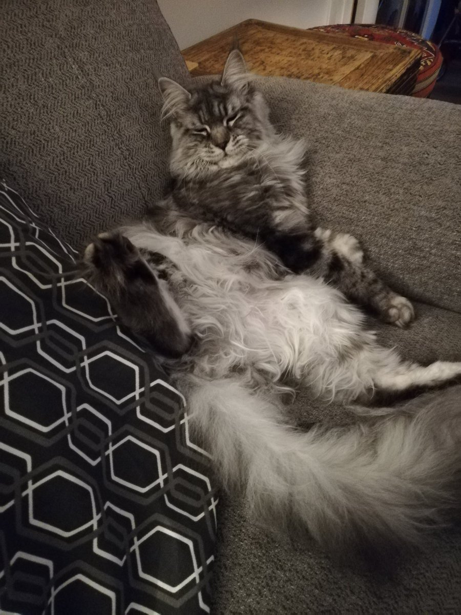 DutchSaffa's tweet photo. The epitome of chilled #Caturday #mainecoon https://t.co/w9A8mLHz52