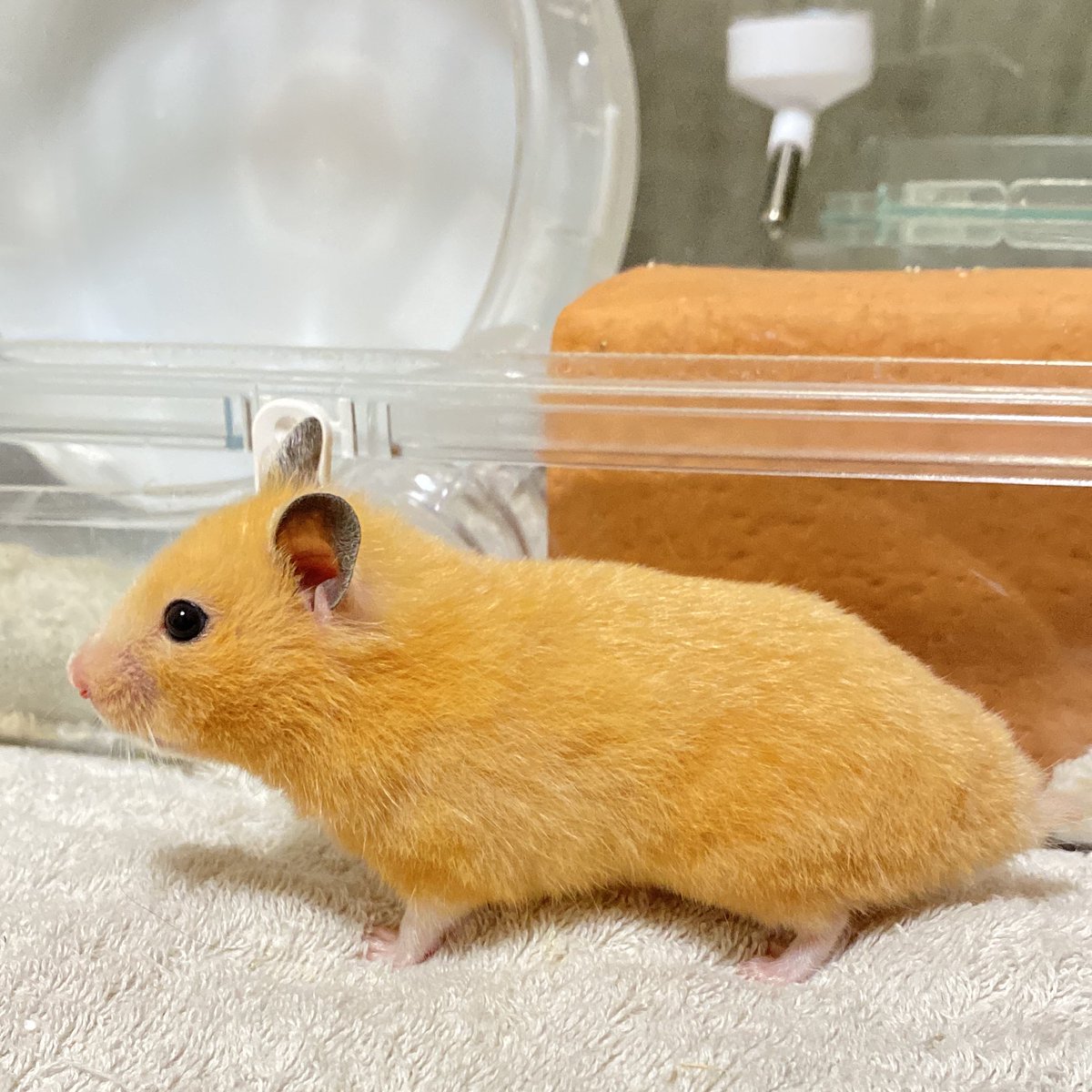 この、つんっとした横顔が好き、、