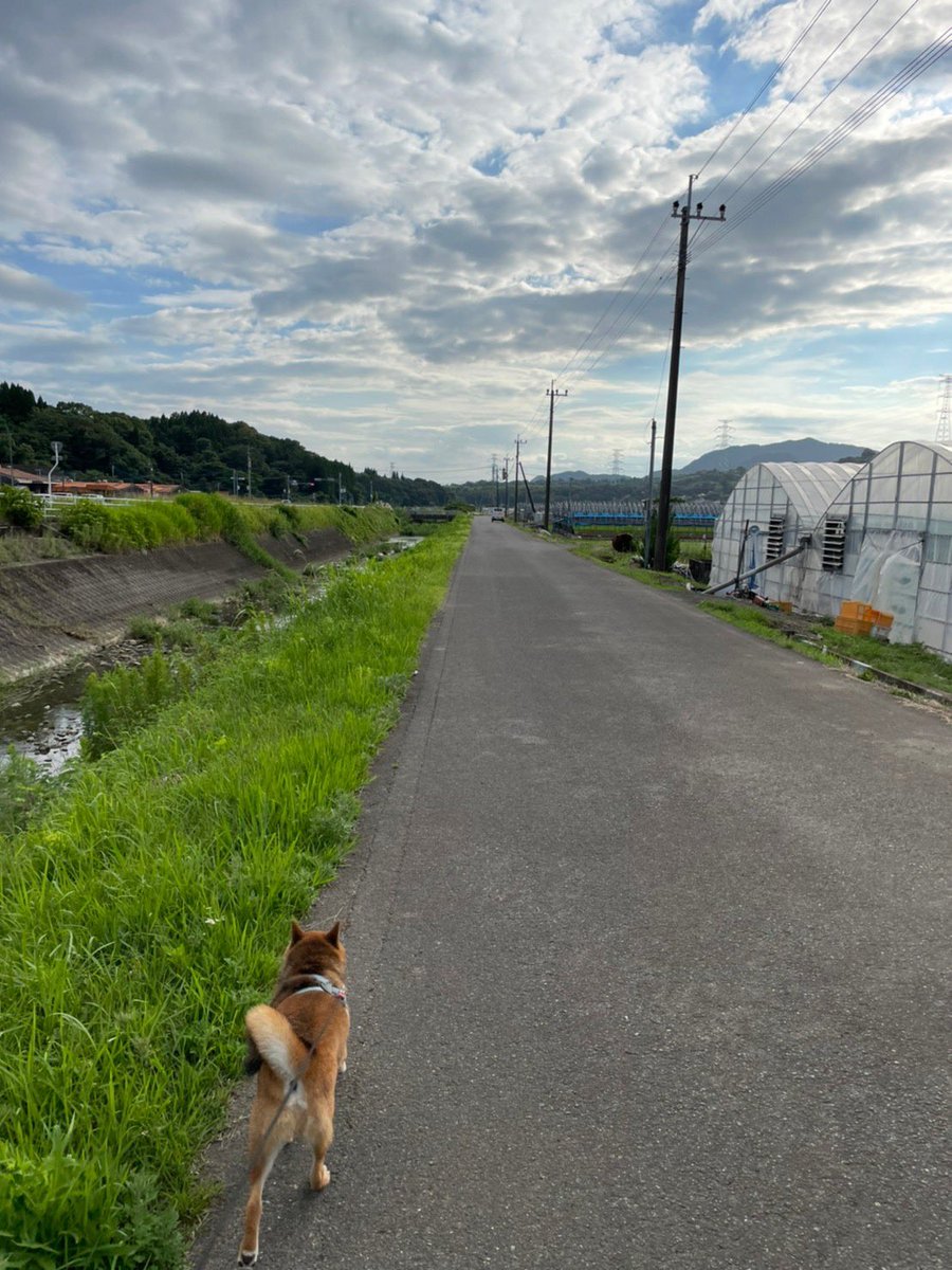tyomokyan's tweet photo. 2023.02.10
ハチ君、5歳。永眠しました。
1人、病院で頑張ったね。
沢山の人が応援してくれたよ。
また散歩してボール遊びしたかったね。
ハチはうちに来て幸せでしたか？
生まれ変わったら、またうちに来てね。大好きだよ！ https://t.co/arj6jYKtEB
