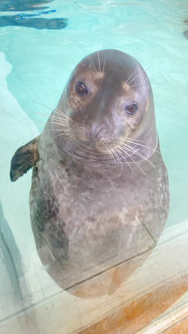 アザラシちゃんからファンサいただきました!!カワイイ(白崎マリンワールド)  
