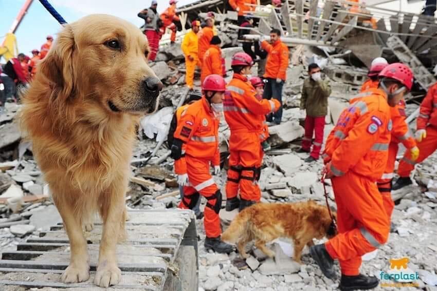 They are always there for us, we should treat them with care &amp; respect at all times #TurkishEarthquake