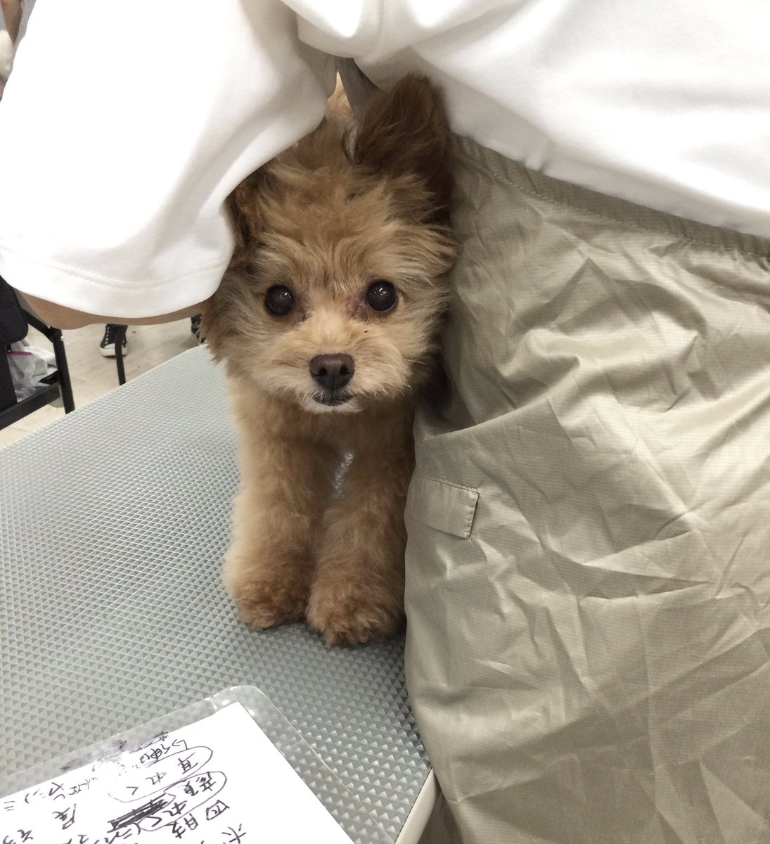 シャンプー前に脇の下からひょっこりさん！かわいいショットが撮れました。

 #モデル犬募集 #トリミング #池尻大橋 #ミックス犬 #ケンネルスクール