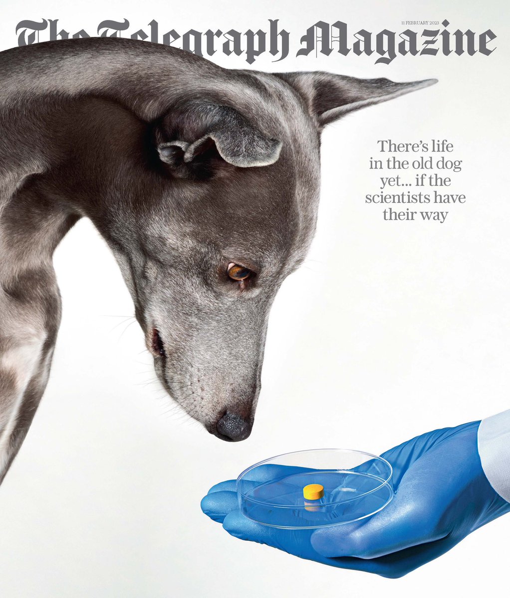 Today’s <a href="/TelegraphMag/">Telegraph Magazine</a> cover shot by <a href="/JoSaxphoto/">Jo Sax Photography</a> for a piece by <a href="/HannahJBetts/">Singularist</a> on how science might prolong the life of your pet. 🐾
