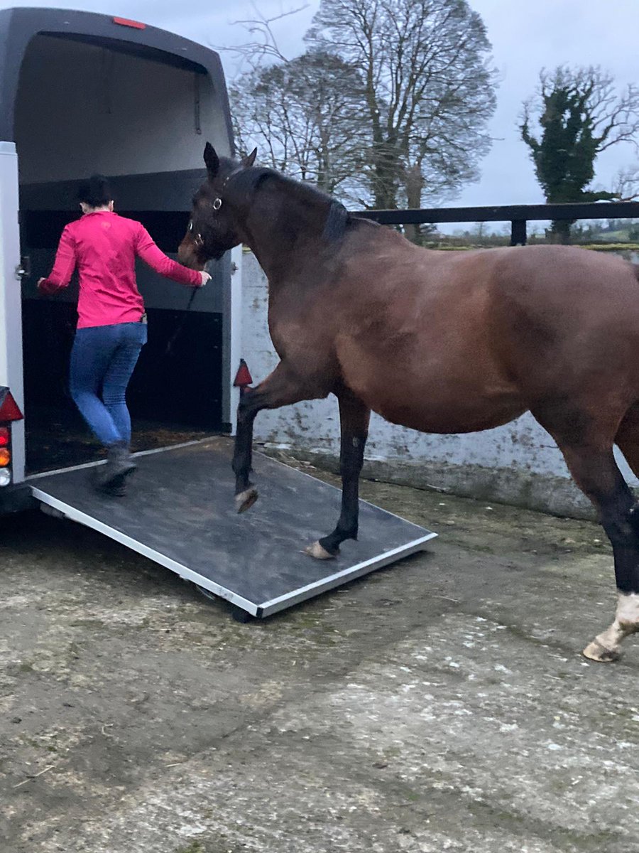 skbambry's tweet photo. Last Tidy up and away to Foal #starspangledbaby🤞 https://t.co/mRKdXWOM7F