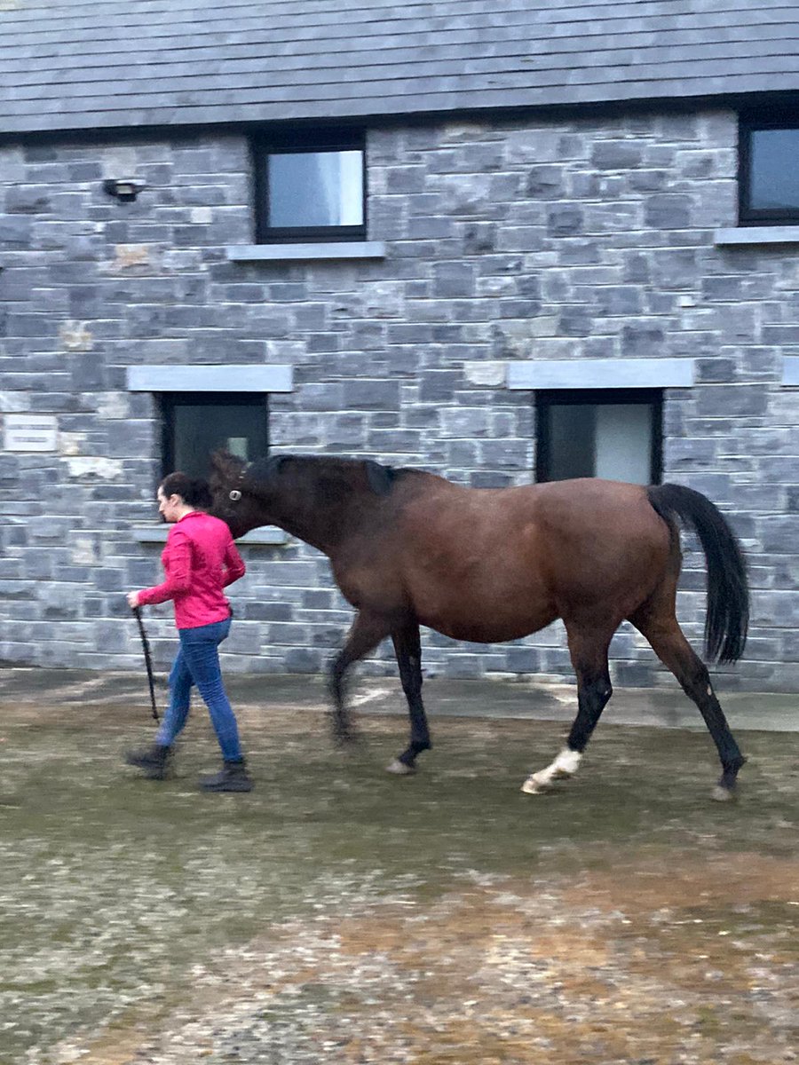 skbambry's tweet photo. Last Tidy up and away to Foal #starspangledbaby🤞 https://t.co/mRKdXWOM7F