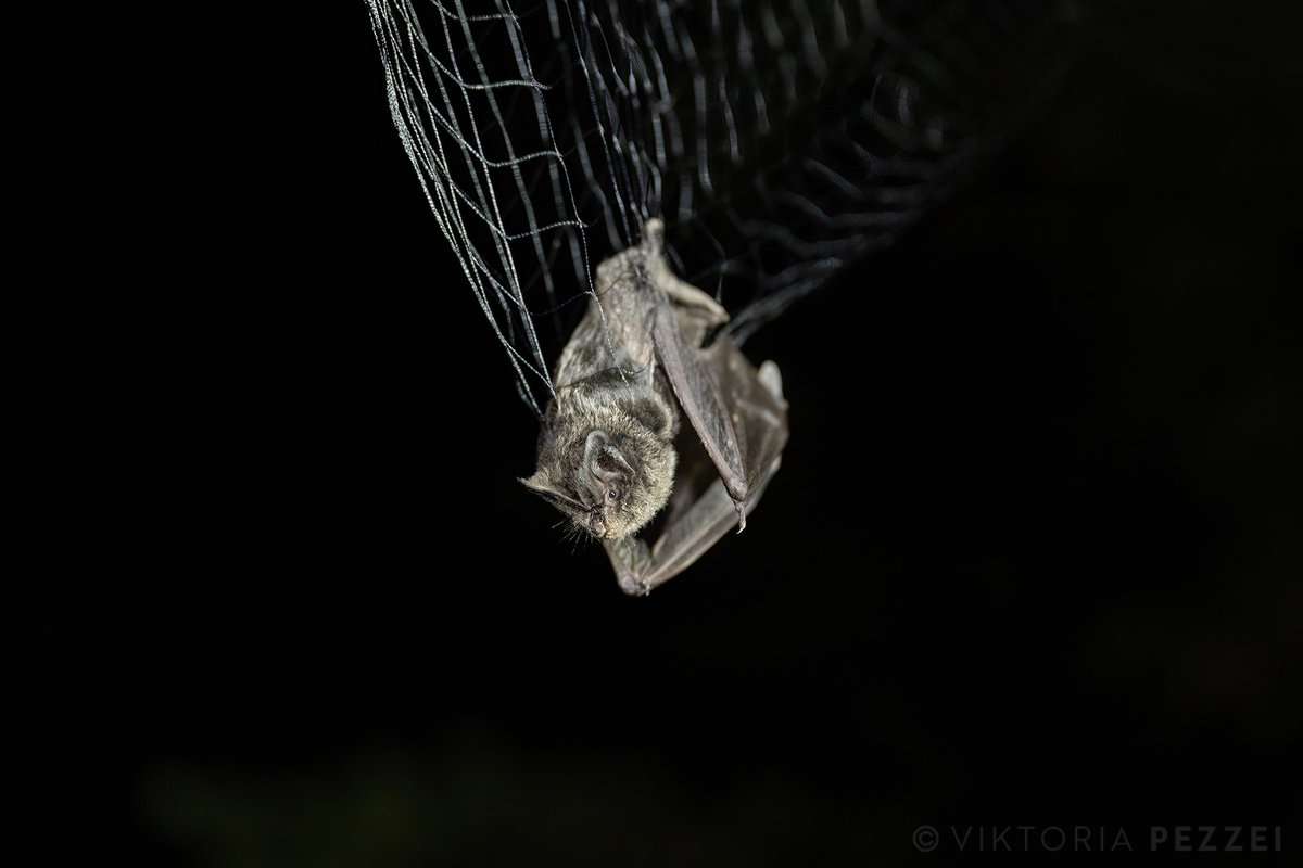 I'm excited to announce my photograph 'Caught for Science' has been selected as a Finalist in #WomanSciencePoTY 2023. It's an honor to me to tell stories about bat research, thanks to the great cooperation with @IZWberlin. #womeninphotography #batresearch