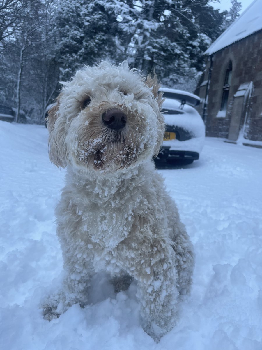 HA11NNH's tweet photo. Missed my little furball this week, 😥can’t wait to pick him up - hope he forgives me 😂😂🙈 #senttocoventry https://t.co/PjUnZeV4jn