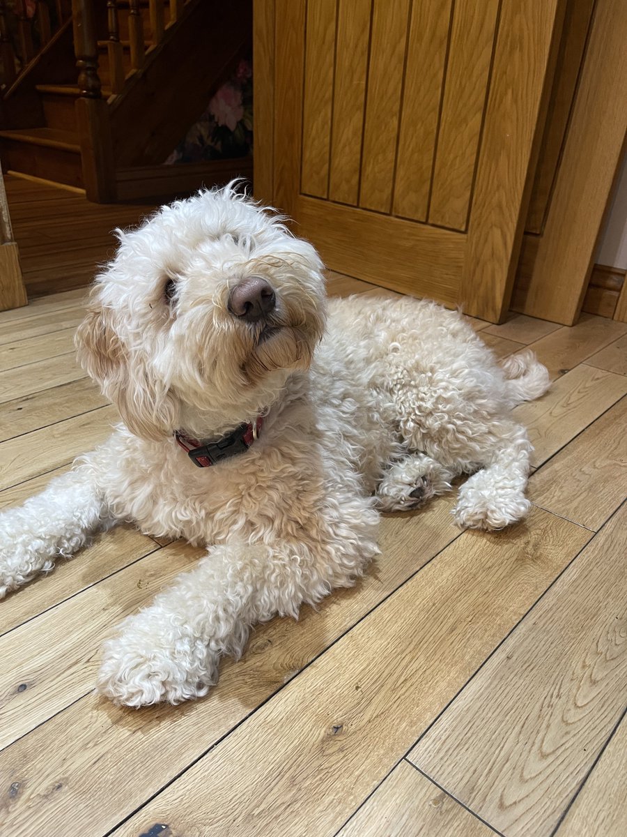 HA11NNH's tweet photo. Missed my little furball this week, 😥can’t wait to pick him up - hope he forgives me 😂😂🙈 #senttocoventry https://t.co/PjUnZeV4jn