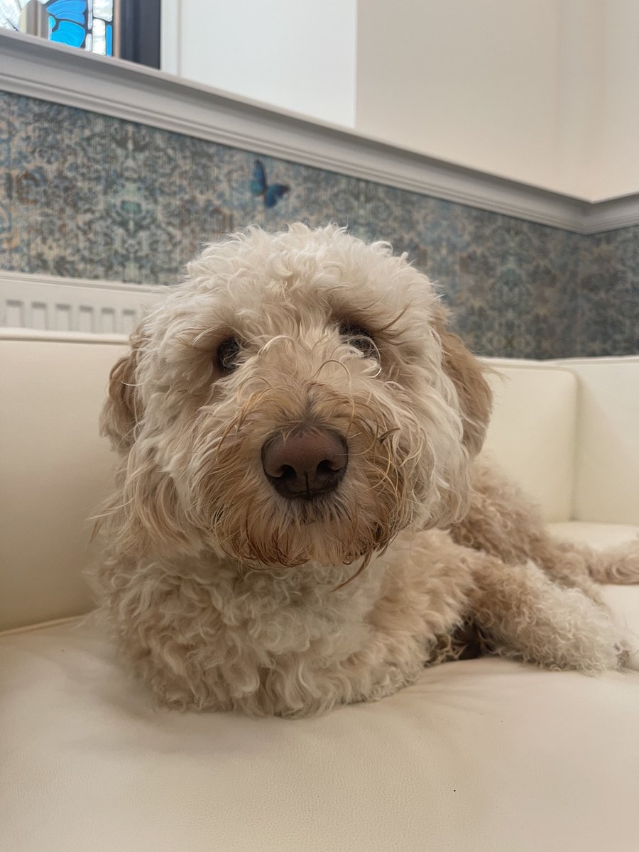 HA11NNH's tweet photo. Missed my little furball this week, 😥can’t wait to pick him up - hope he forgives me 😂😂🙈 #senttocoventry https://t.co/PjUnZeV4jn