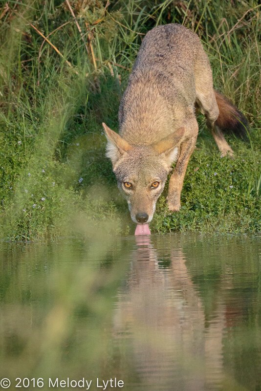 [🔗](api.tinyfox.dev/hourly/yotes/2…)