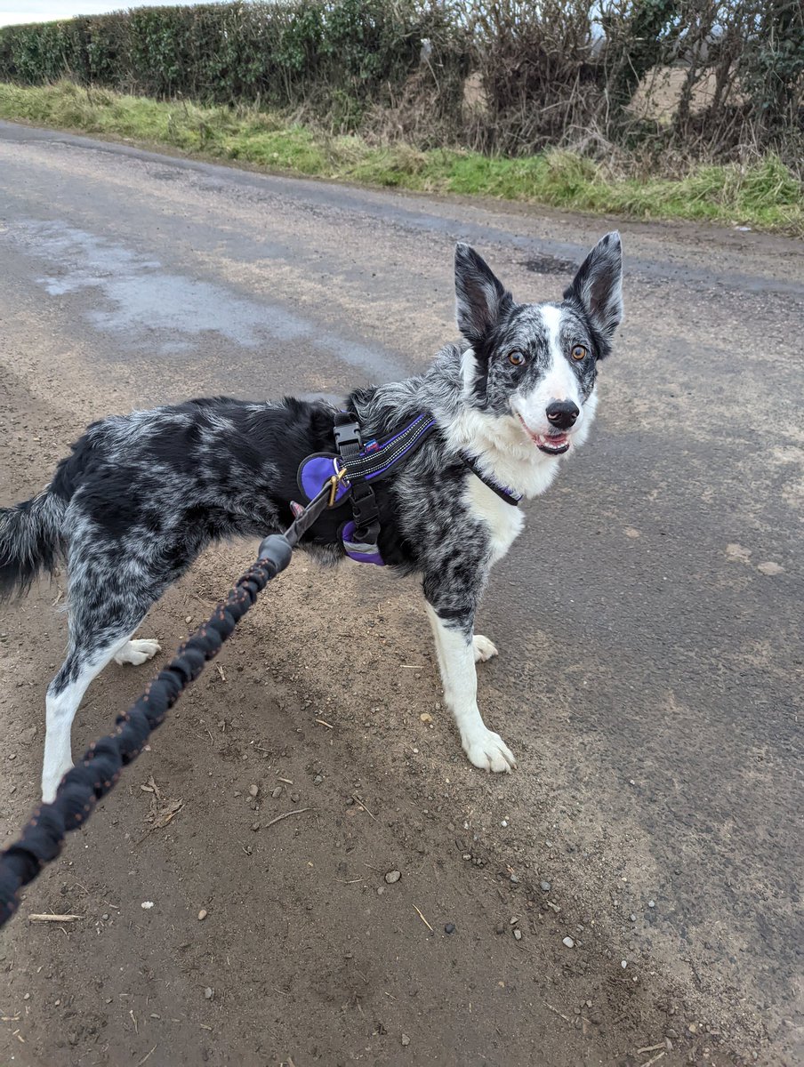 l_mountford123's tweet photo. A run with the mini beast always a good start to the day. Love how excited she gets for a run. Loving the lighter mornings, finally! #ukrunchat #bordercollie #canix #dogs https://t.co/EhGkcpChOV