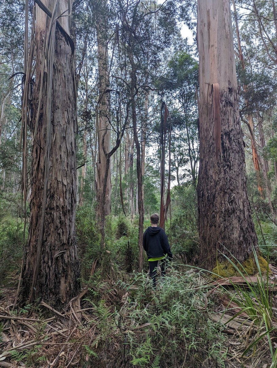 milkmaidmarian's tweet photo. What they want to turn into copy paper. Rare Strzelecki koala, powerful owl and greater glider habitat. https://t.co/JPrfD7lnkm