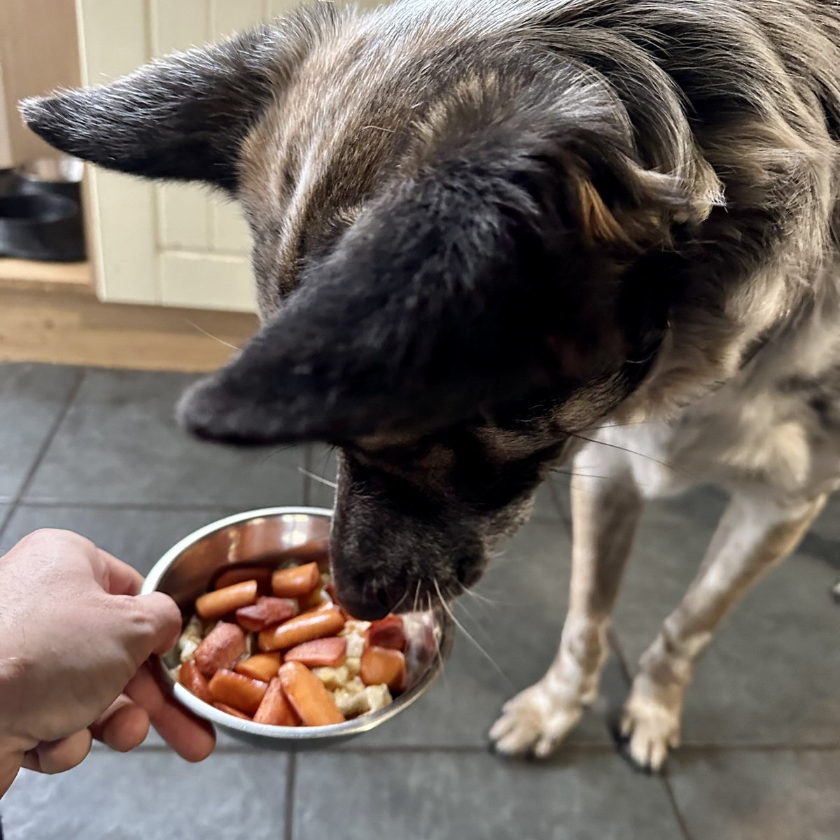 DogStuffin's tweet photo. Hoodad for the weekend breakfast award again. Eggo’s and Sausage bites ❤️ Happy Weekend my fur pals ❤️ #breakfast #weekend #dogs #puppy #dogstagram #doglover #instadog #dogoftheday #doglife #love #doglovers #pets #puppies #doggo #ilovemydog #doglove https://t.co/ZF4eW9o1Uq