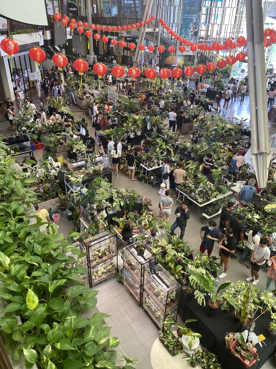 Design_by_Sam's tweet photo. Colorful Foliage Fair #3 
Aroid in my Heart ไม้ใบด่างในดวงใจ 
11-12 ก.พ.66
@ The Nine Center Rama9 

🪴 อย่าลืมเเวะมาดู ต้นไม้สวยๆ ในงานกันนะครับ  🍃 https://t.co/3WDiKYXTZD
