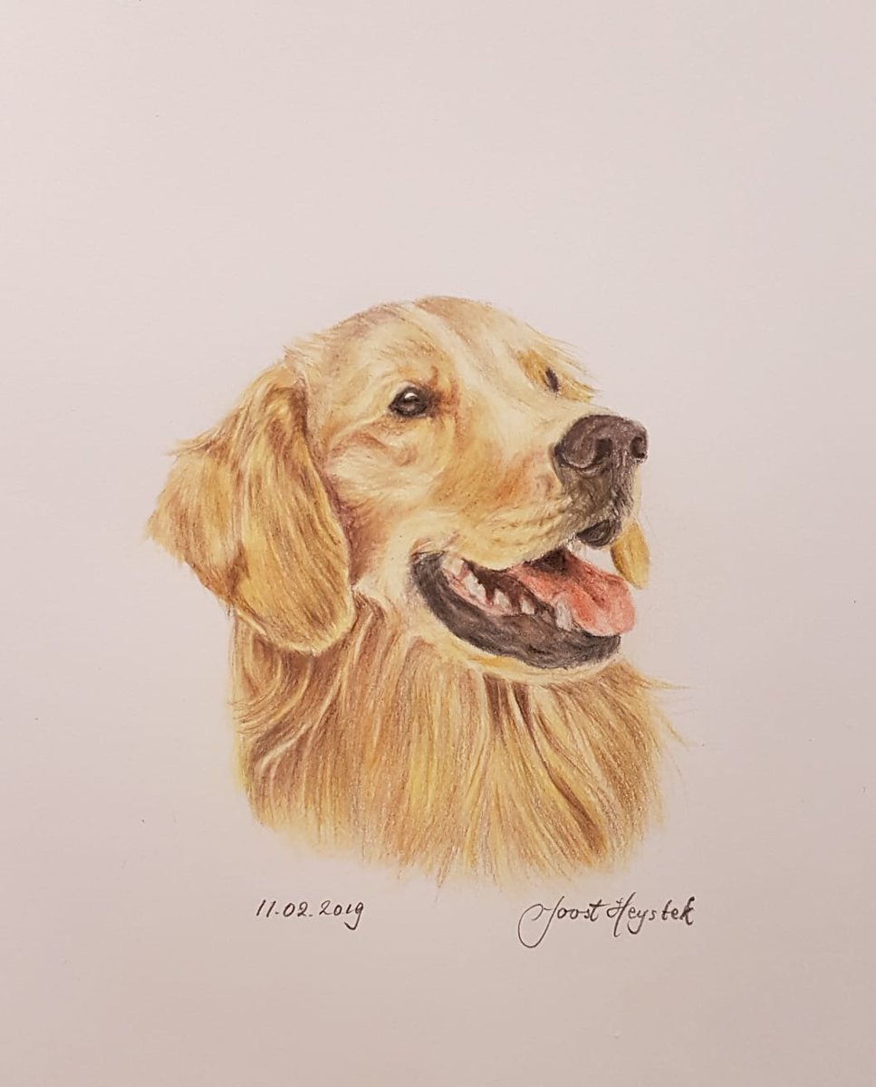 #Facebook reminds me I made this #drawing 3 years ago #Pencildrawing of a #goldenretriever #Colouredpencil #pencil #drawing #sketchbook #art #arte #artshare #artwork