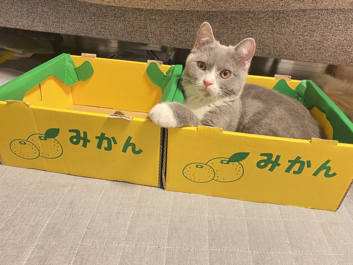 mairo4633's tweet image. 隣りあいてますよ？
#猫好きさんとつながりたい
#ブリテッシュショートヘア